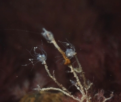 Ectopleura
