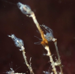 Ectopleura
