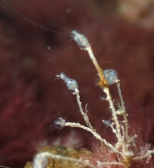 Ectopleura