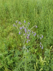 Salvia nutans