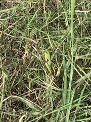 Locusta migratoria