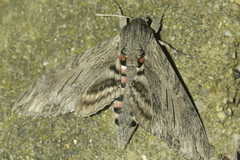 Agrius convolvuli