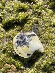 Margaritidae