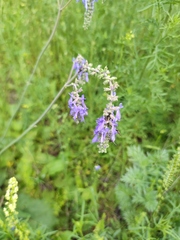 Salvia nutans