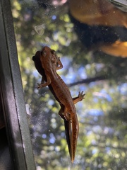 Ensatina eschscholtzii