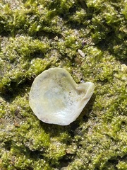 Margaritidae