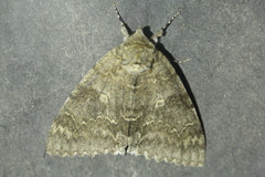 Catocala fraxini