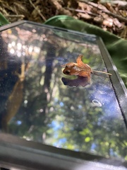 Ensatina eschscholtzii