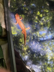 Ensatina eschscholtzii