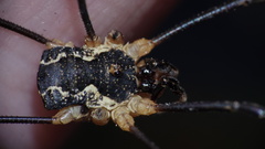 Mitopus morio
