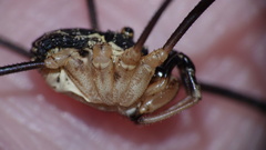 Mitopus morio