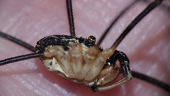Mitopus morio