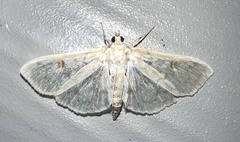 Herpetogramma aquilonalis