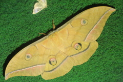 Antheraea yamamai