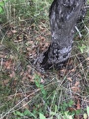 Crotalus lepidus klauberi