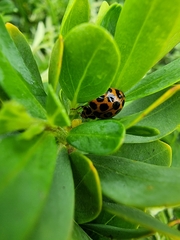 Harmonia conformis