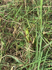 Locusta migratoria