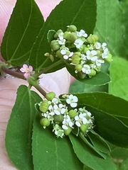 Euphorbia hypericifolia