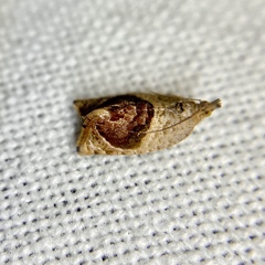 Acroceuthes metaxanthana