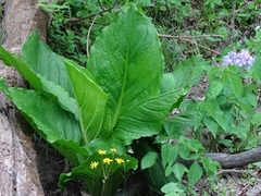 Symplocarpus foetidus