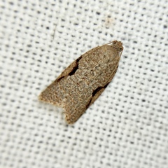 Meritastis piperata