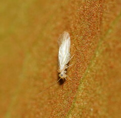 Insecta