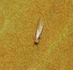 Insecta