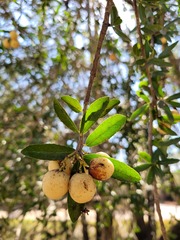 Elaeodendron transvaalense