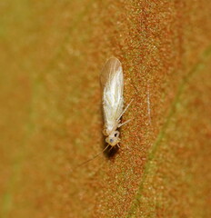 Insecta