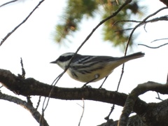 Setophaga nigrescens