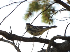 Setophaga nigrescens