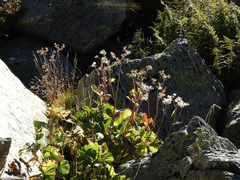 Adenostyles alliariae