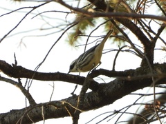 Setophaga nigrescens