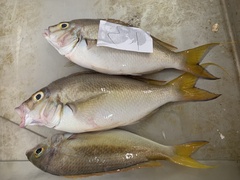 Scolopsis monogramma