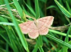 Scopula rubiginata