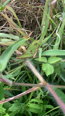 Locusta migratoria