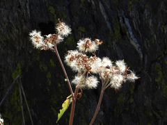 Adenostyles alliariae