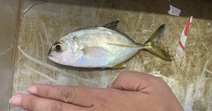 Caranx