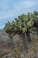 Opuntia galapageia