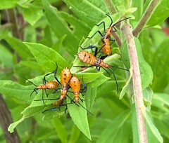 Leptoglossus phyllopus
