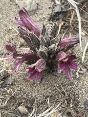 Aphyllon californicum californicum