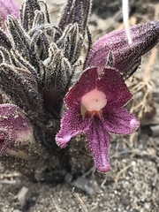 Aphyllon californicum californicum