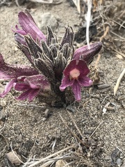 Aphyllon californicum californicum