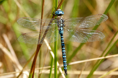 Aeshna affinis