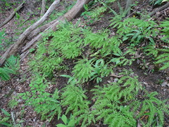 Adiantum pedatum