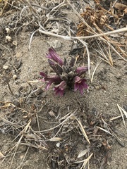 Aphyllon californicum californicum