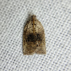 Meritastis