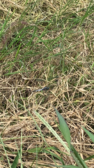 Orthetrum albistylum speciosum