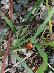 Coccinella