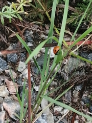 Coccinella